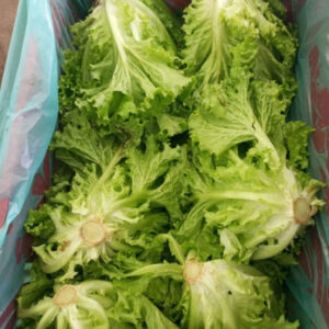 ALFACE CRESPA UNIDADE