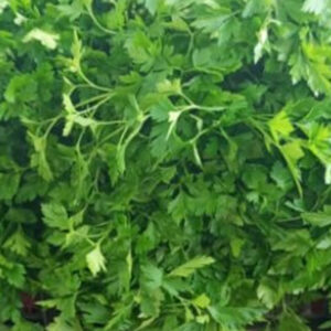 TEMPERO VERDE UNIDADE